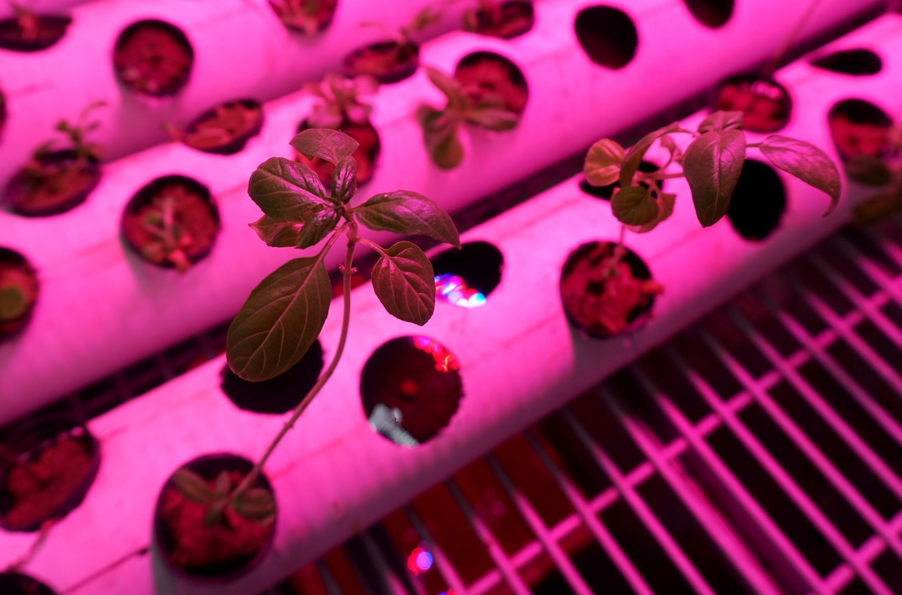 The Greencubator